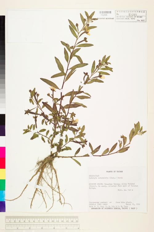 Ludwigia octovalvis (Jacq.) Raven_標本_BRCM 3642