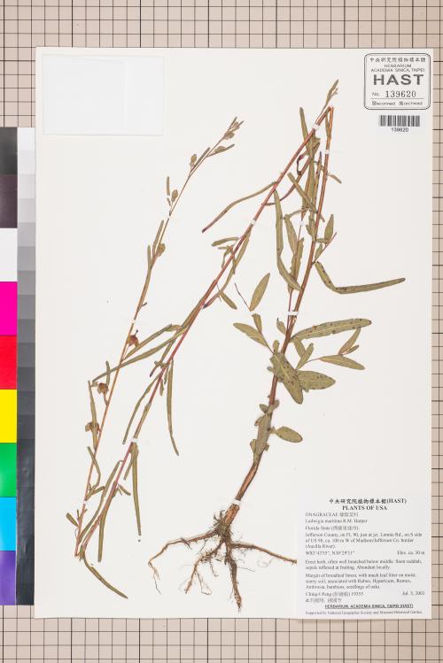 Ludwigia maritima R.M. Harper_標本_BRCM 3504