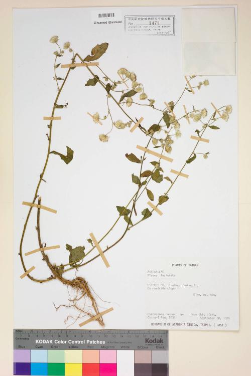 Blumea laciniata (Roxb.) DC._標本_BRCM 4785