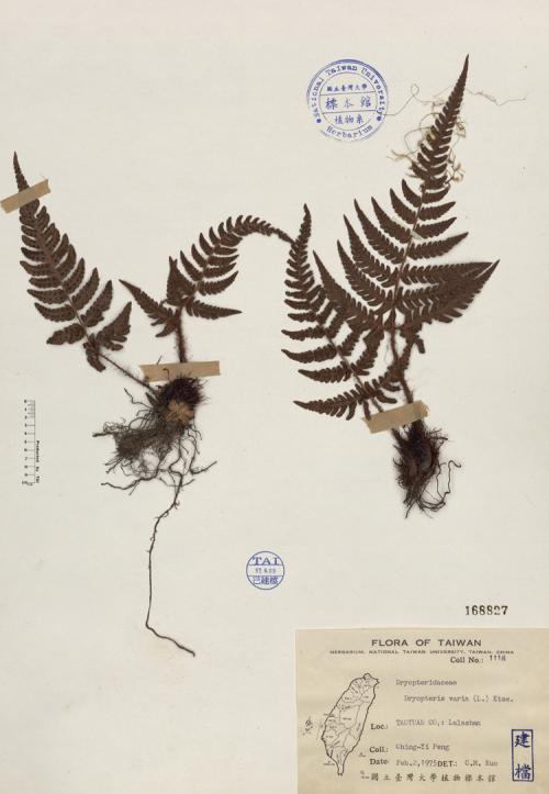 Dryopteris varia (L.) Ktze._標本_BRCM 4041