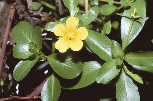 Ludwigia ×taiwanensis_BRCM 3681