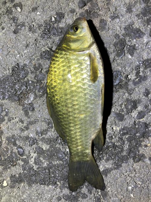 鯽魚 (金魚)