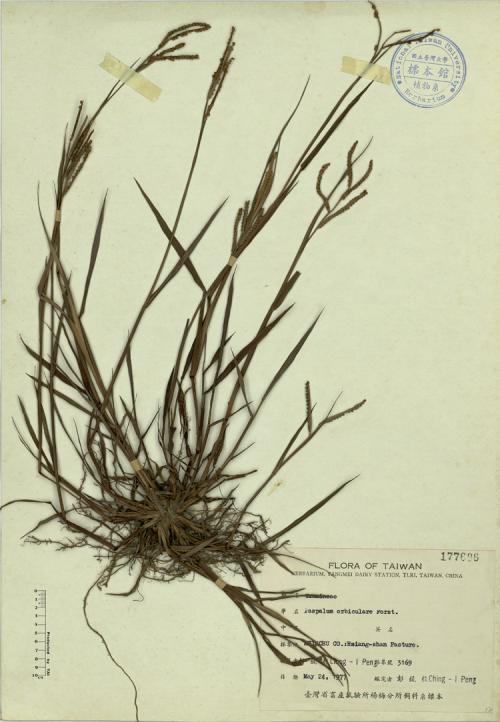 Paspalum orbiculare Forst._標本_BRCM 4484