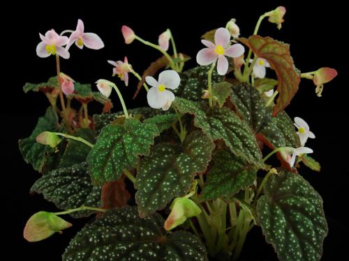 Begonia tenuifolia Dryand