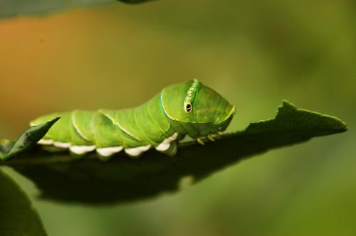 20090925_347302_Papilio xuthus_l.jpg