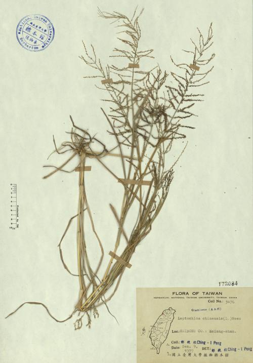 Leptochloa chinensis (L.) Nees_標本_BRCM 4226