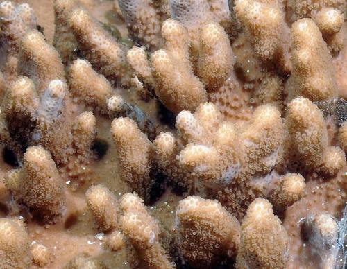 丘突指形軟珊瑚