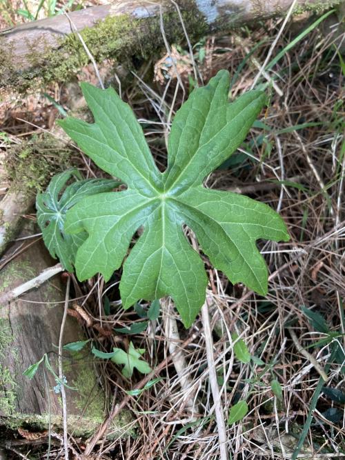 高山破傘菊