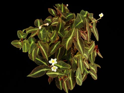 Begonia listada L.B.Sm. & Wassh.