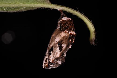 20091002_347125_Junonia almana_p.jpg