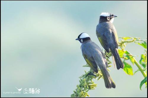 白頭翁(台灣亞種)