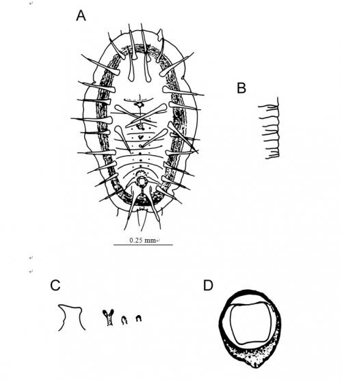 Acanthaleyrode callicarpae  Takahashi, 1931