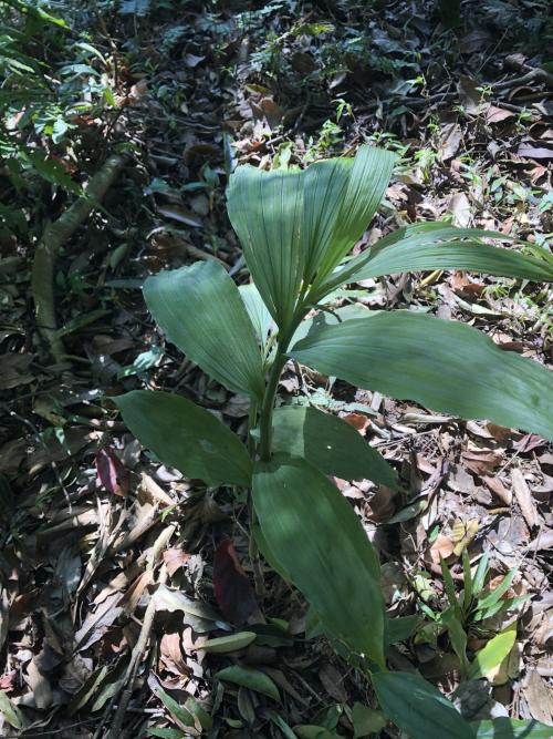 綠花肖頭蕊蘭