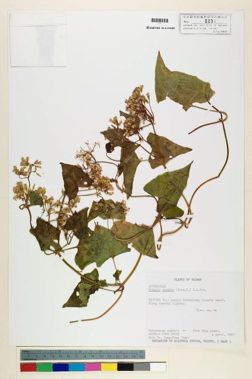 Mikania cordata (Burm. f.) B. L. Rob._標本_BRCM 6963