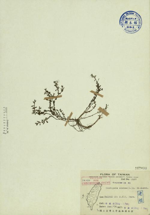 Centipeda minima (L.) A. Br. & Asch._標本_BRCM 3923