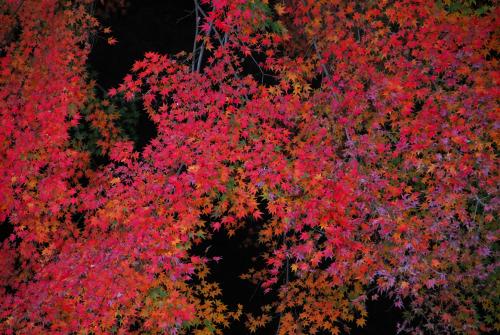 Maple Leaves in Hakone