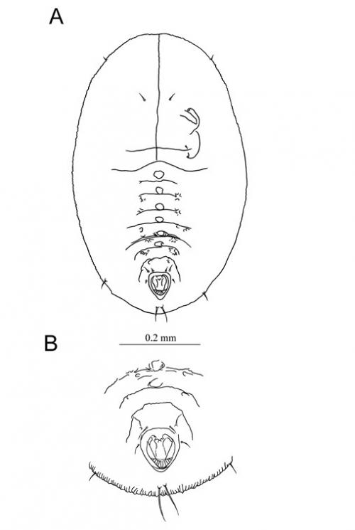 Mixaleyrodes polystichi  Takahashi, 1936 