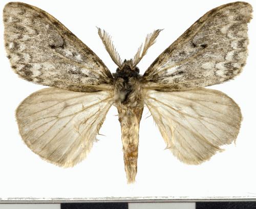  L紋褐舞毒蛾／Lymantria grisea Moore, 1879