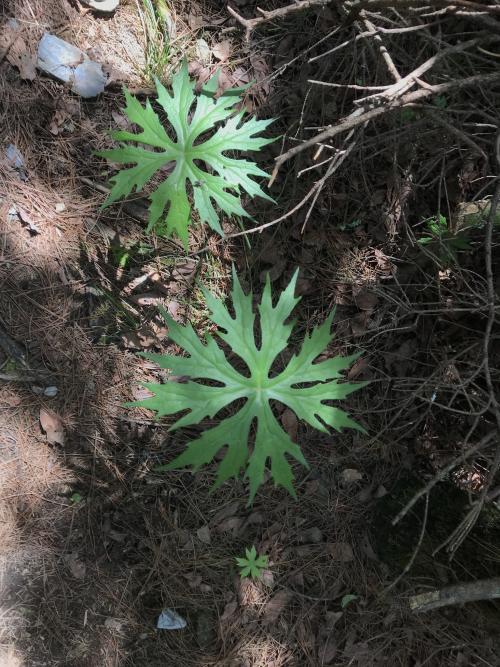 高山破傘菊