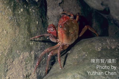 紅螯螳臂蟹 