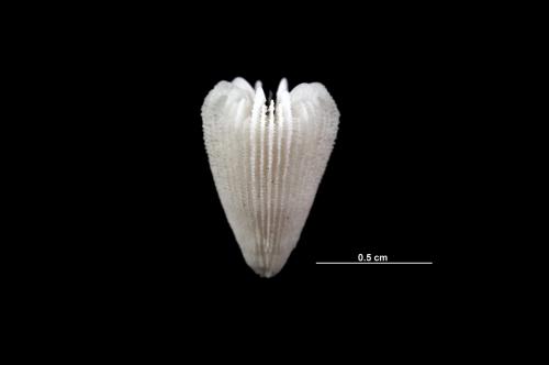 Notocyathus conicus_DSC4607.jpg