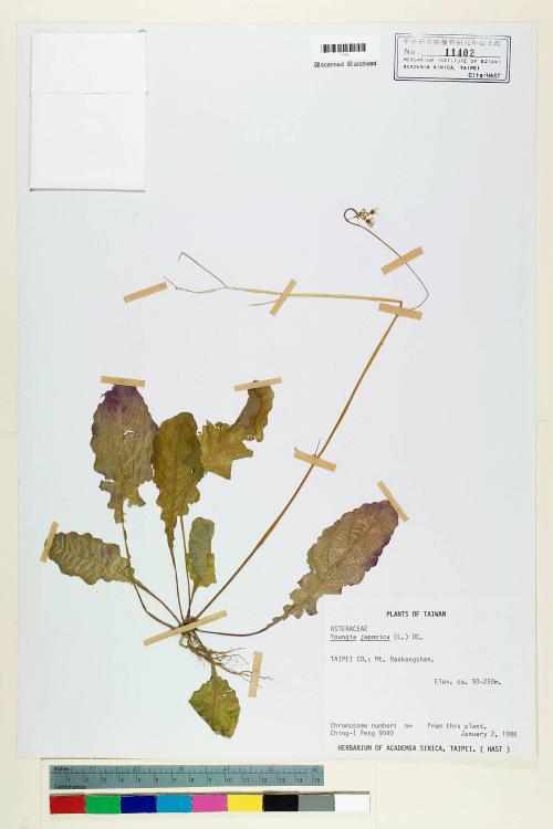 Youngia japonica (L.) DC._標本_BRCM 5489