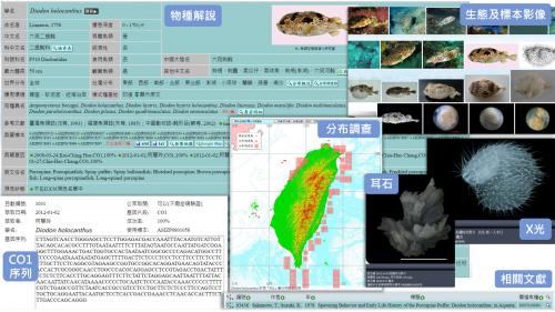 認識「臺灣魚類資料庫」