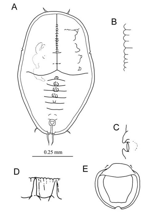 Aleuroclava ficicola  (Takahashi, 1932)