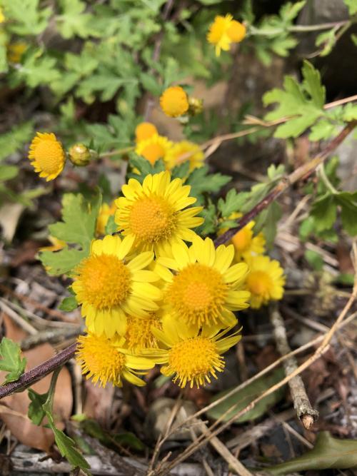 阿里山油菊