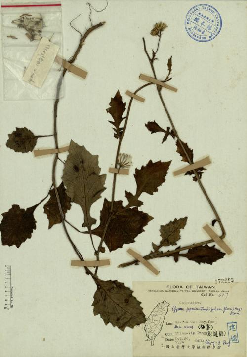 Gynura japonica (Thunb.) Juel var. flava (Hay.) Kitam._標本_BRCM 4275