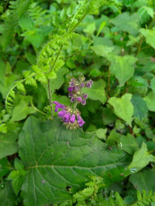 蕨葉紫花鼠尾草