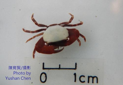 紅點梯形蟹 (斑點梯形蟹、白背梯形蟹)