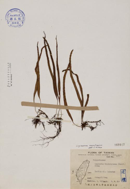 Lepisorus thunbergianus (Kaulf.) Ching_標本_BRCM 4047