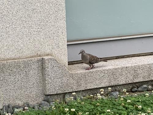 金背鳩(台灣亞種)