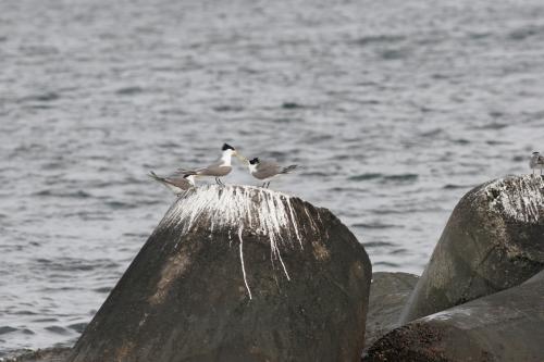 鳳頭燕鷗