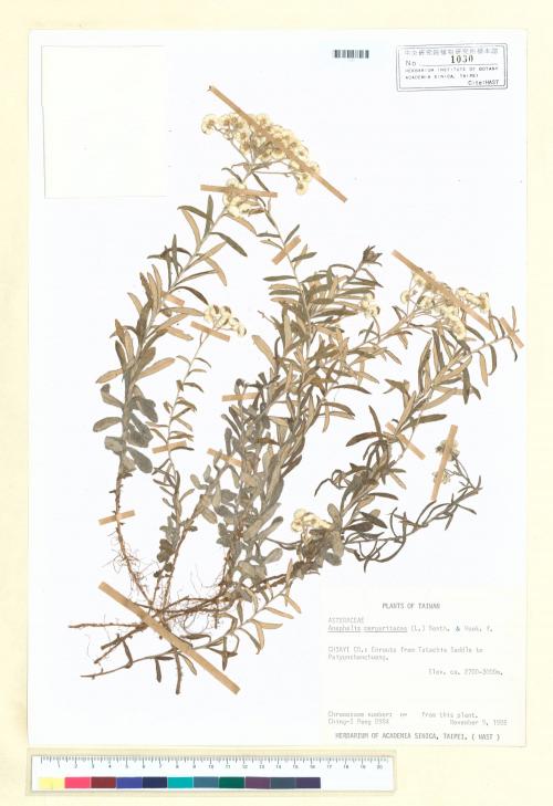 Anaphalis margaritacea (L.) Benth. & Hook. f._標本_BRCM 6775