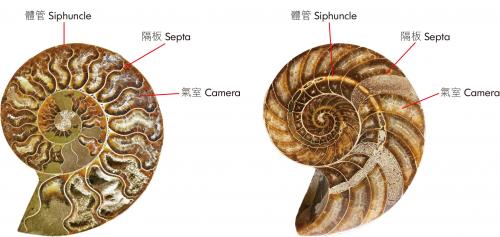菊石和鸚鵡螺相異點