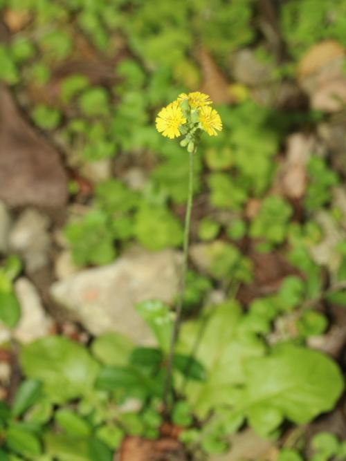 黃鵪菜