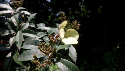 華八仙(華南分布)