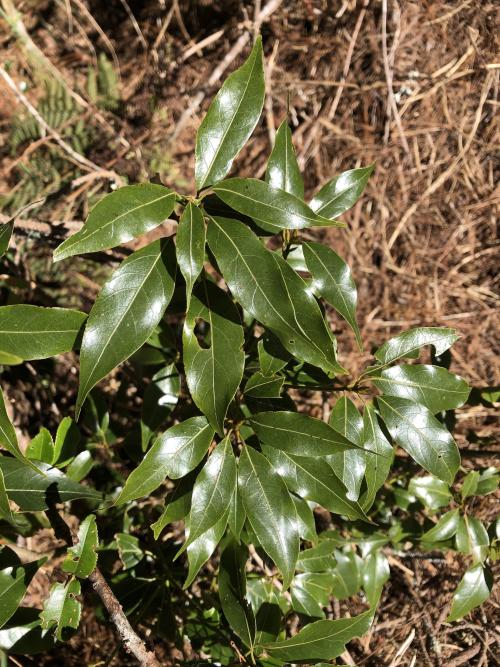 高山新木薑子