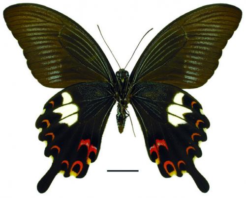 Papilio helenus fortunius Fruhstorfer, 1908 白紋鳳蝶