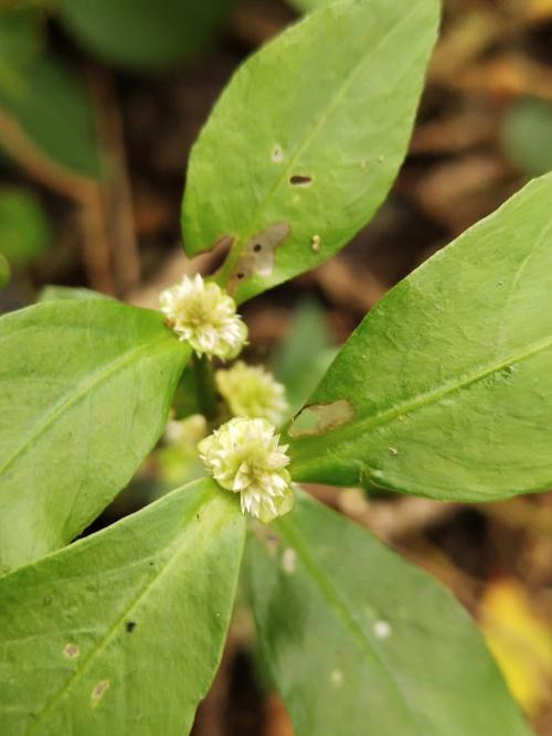 蝦鉗菜 (蓮子草 )