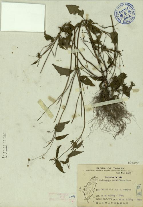 Galinsoga parviflora Cav._標本_BRCM 3912
