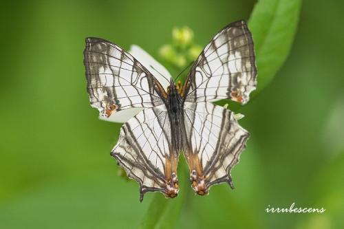 N35-1 網絲蛺蝶