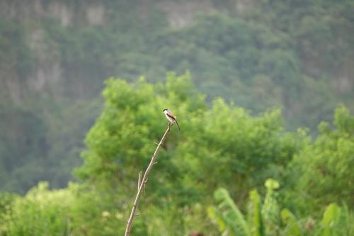 棕背伯勞