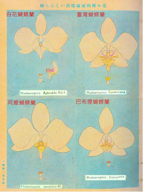 三輪愛二郎。1941。臺灣の胡蝶蘭に就て。實際園藝，27卷2號