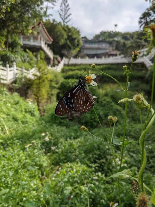 小紋青斑蝶