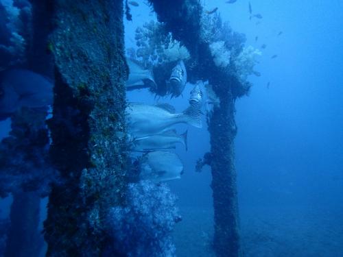 人工魚礁—竹湖鋼鐵礁