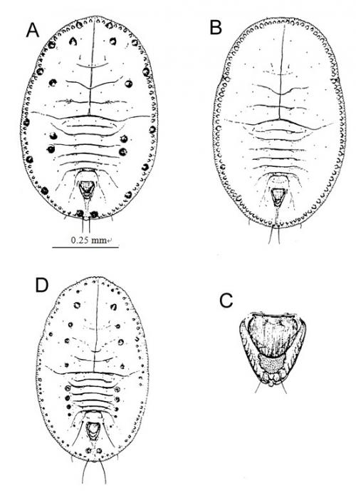 Trialeurodes vaporariorum  (Westwood, 1856)