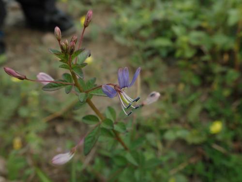 皺子白花菜